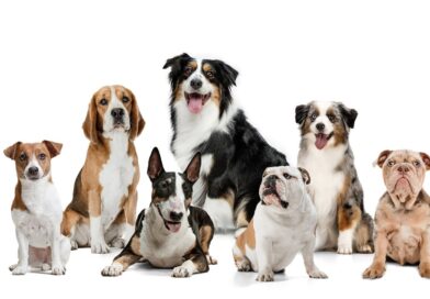 Dog Breeds and Their Purposes